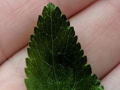 Thaspium trifoliatum trifoliatum