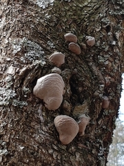 Phellinus cinereus