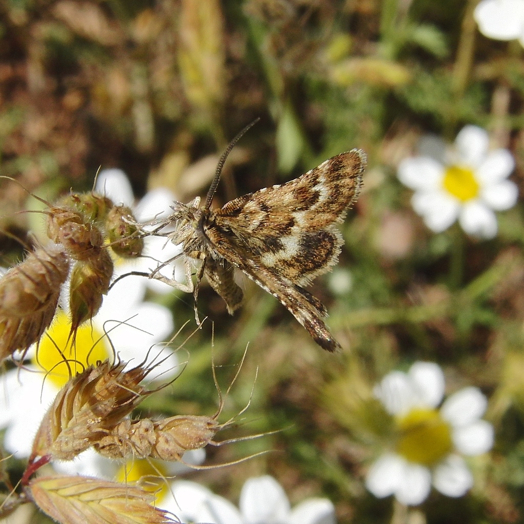 Synaphe diffidalis