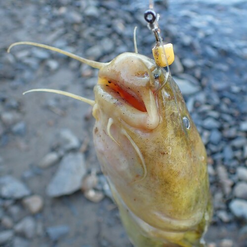 Ussuri catfish (Pelteobagrus ussuriensis) — Bagridae — 4