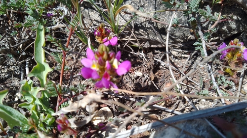 Image of Dalea greggii by (c) Leticia Jiménez Hernández, some rights reserved (CC BY-SA)