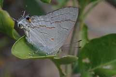 Hypolycaena philippus philippus