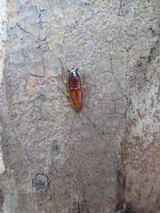 Celatoblatta undulivitta