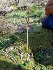 Orchidaceae