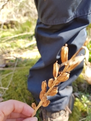 Orchidaceae