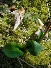 Orchidaceae