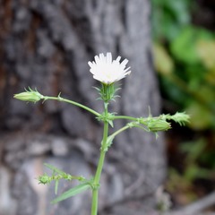 Rafinesquia californica