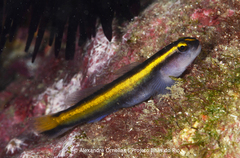 Barber Goby photo 1