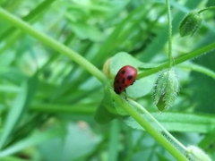 Gonioctena fornicata
