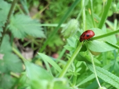 Gonioctena fornicata
