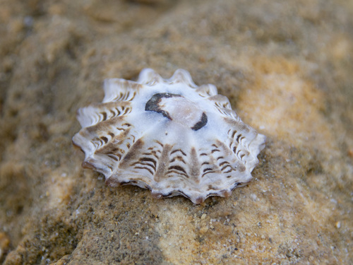 Patelloida alticostata