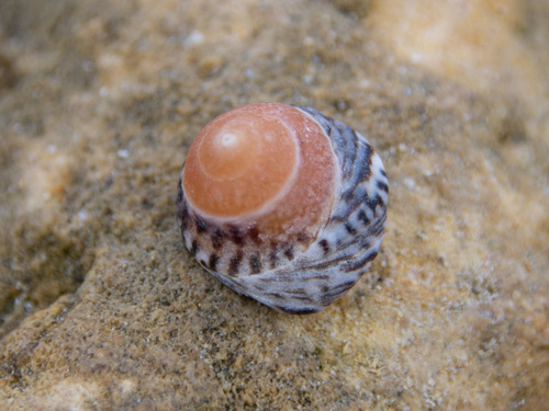 Bembicium nanum