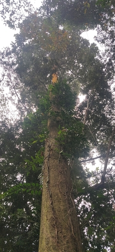 Hollong (Dipterocarpus retusus)