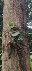 Dipterocarpus retusus, photograph (c) T R Shankar Raman, some rights reserved (CC BY)