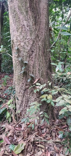 Dipterocarpus retusus, photograph 3