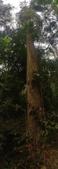 Dipterocarpus retusus, photograph (c) T R Shankar Raman, some rights reserved (CC BY)
