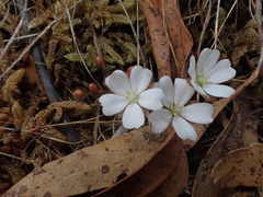 Drosera praefolia