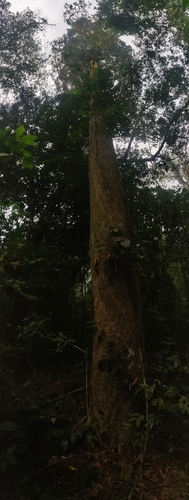 Dipterocarpus retusus, photograph 5