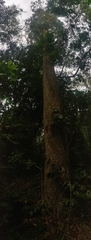 Dipterocarpus retusus, photograph (c) T R Shankar Raman, some rights reserved (CC BY)