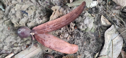Dipterocarpus retusus, photograph 6