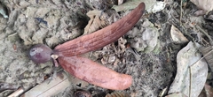 Dipterocarpus retusus, photograph (c) T R Shankar Raman, some rights reserved (CC BY)