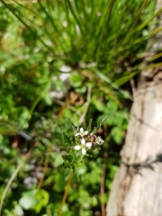 Cardamine flexuosa