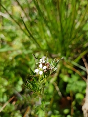 Cardamine flexuosa