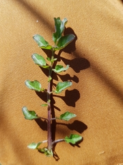 Cardamine flexuosa