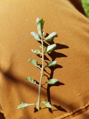 Cardamine flexuosa