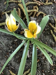 Tulipa urumiensis