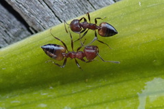 Crematogaster castanea