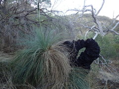 Xanthorrhoea quadrangulata
