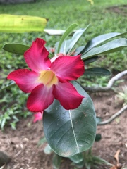 Adenium obesum