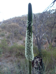 Xanthorrhoea quadrangulata