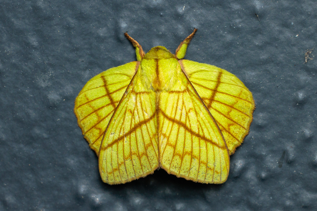 Trabala gautama