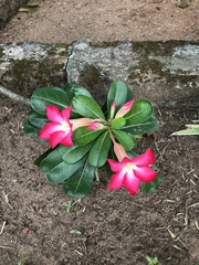 Adenium obesum