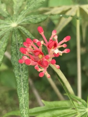 Jatropha multifida
