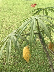 Jatropha multifida