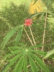 Jatropha multifida