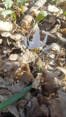Erythronium albidum