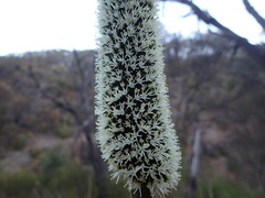 Xanthorrhoea quadrangulata