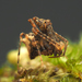 Austrarchaea raveni - Photo (c) Ethan Yeoman, algunos derechos reservados (CC BY), subido por Ethan Yeoman