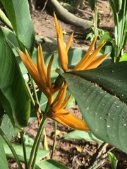 Heliconia psittacorum