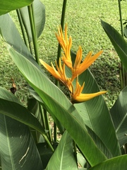 Heliconia psittacorum