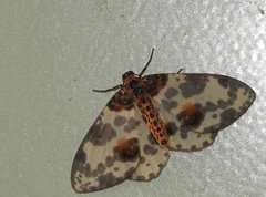 Abraxas amicula-illuminata