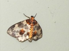 Abraxas amicula-illuminata