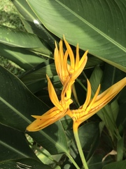 Heliconia psittacorum