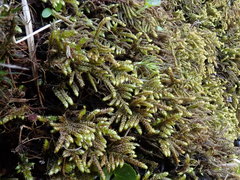 Hyocomium armoricum
