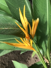 Heliconia psittacorum