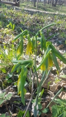 Uvularia grandiflora